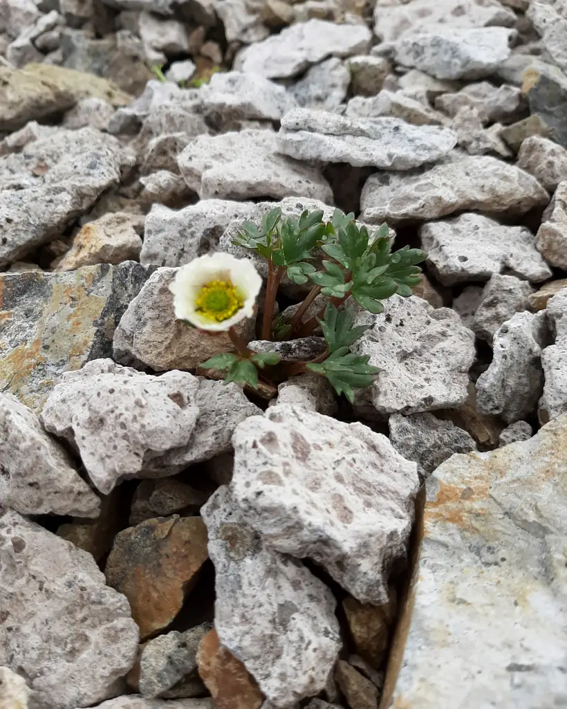 A single flower growing up through volcanic scree